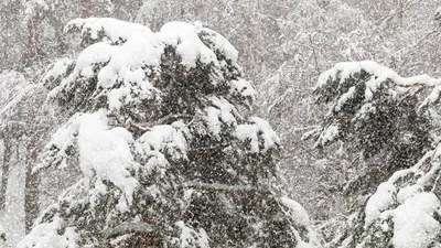 Қар, боран, 22 қаңтар, Қазақстан, ауа райы болжамы, дауылды ескерту, сурет - Zakon.kz жаңалық 21.01.2026 22:24