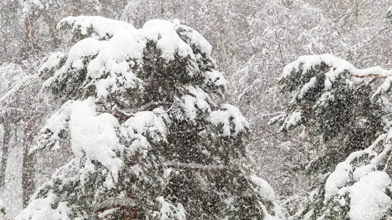 "Боран соғып, қар жауады". Алматы мен 14 өңірде дауылды ескерту жарияланды