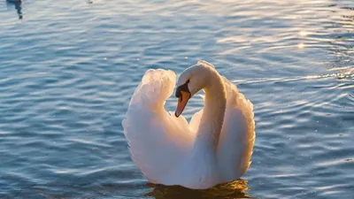 Жетісу облысында қамыс арасында қалып қойған аққу құтқарылды, сурет - Zakon.kz жаңалық 22.01.2026 15:44