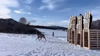 Қарағанды облысында маралдарды жабайы табиғатқа жіберді, сурет - Zakon.kz жаңалық 23.01.2026 10:37
