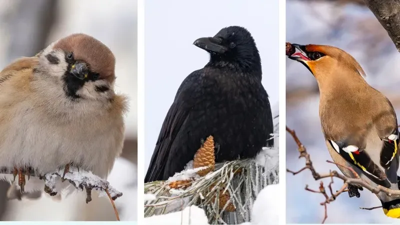 Алматылық фотограф құстардың сәтті сурет топтамасын ұсынды