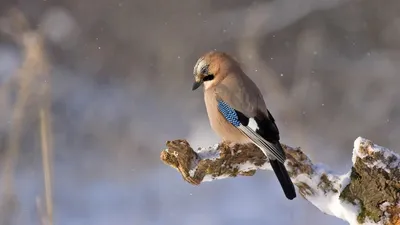 Жаңбыр, қар, көктайғақ: 24 қаңтарда қай өңірлерде ауа райына байланысты ескерту жасалды, сурет - Zakon.kz жаңалық 23.01.2026 21:06