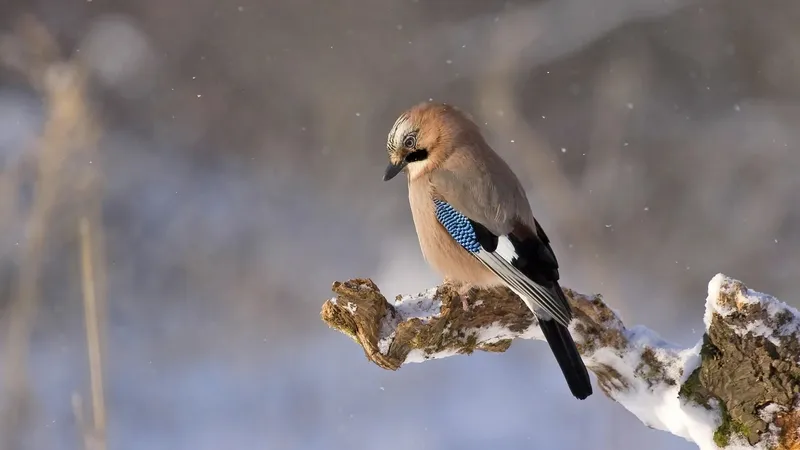 Жаңбыр, қар, көктайғақ: 24 қаңтарда қай өңірлерде ауа райына байланысты ескерту жасалды