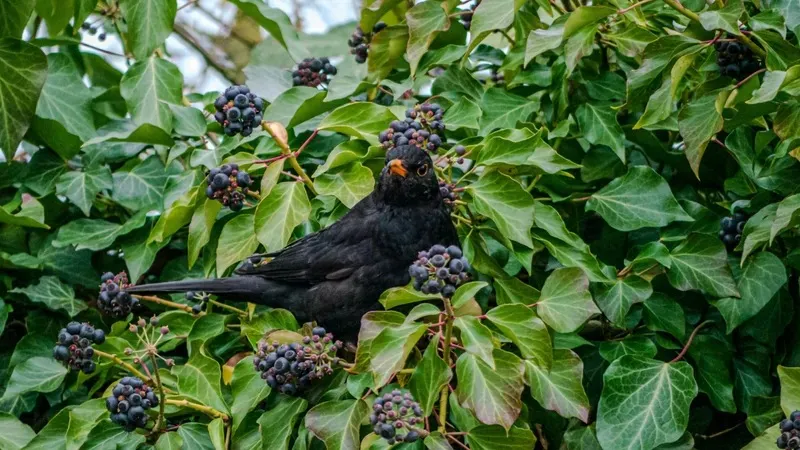 Ғалымдар өсімдіктердің жаңа "көбею жолын" анықтады