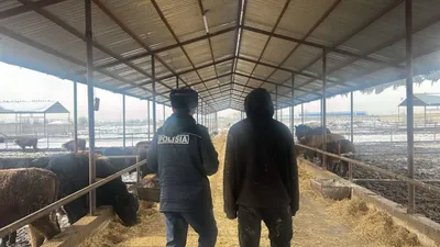 Жедел іс-шаралар барысында полиция қызметкерлері ұрланған ірі және ұсақ қара малды анықтап, заңды иесіне қайтарды., сурет - Zakon.kz жаңалық 26.01.2026 09:45