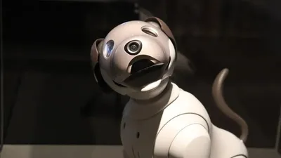 Астанада сауда орталықтарын робот-иттер күзетеді , сурет - Zakon.kz жаңалық 28.01.2026 13:34