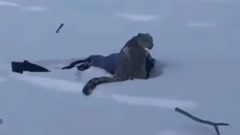 Қазақстанмен шекара маңында қар барысы шаңғышыға шабуыл жасады