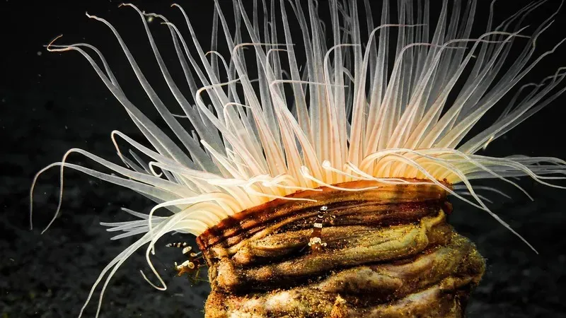 Мұхит түбіндегі тосын құбылыстар ғалымдарды алаңдатып отыр