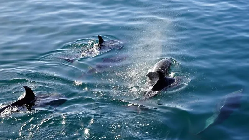 Ғалымдар бір-бірін "есім" арқылы шақыратын тіршілік иелерін анықтады