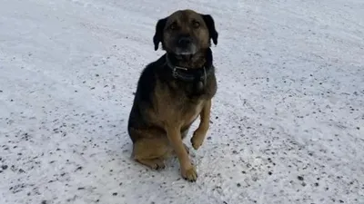 Ит, Тараз, темір қоршау, құтқару, сурет - Zakon.kz жаңалық 02.02.2026 20:55