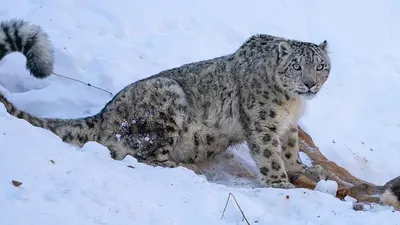 Алматы тауларының етегінен бой көрсеткен қар барысы қайда кетті , сурет - Zakon.kz жаңалық 04.02.2026 12:06
