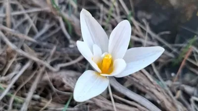 Оңтүстік Қазақстанның таулы беткейлерін алғашқы бәйшешектер әшекейледі, сурет - Zakon.kz жаңалық 05.02.2026 10:34