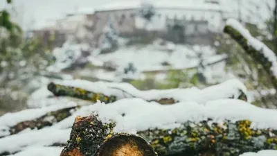 Шымкентте 10 жасар баланың үстіне ағаш бұтағы құлап, мерт қылды , сурет - Zakon.kz жаңалық 12.02.2026 09:40