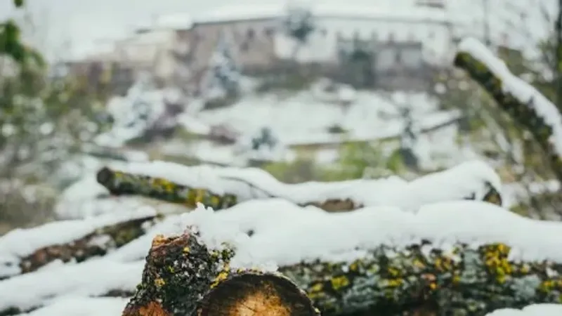 Шымкентте 10 жасар баланың үстіне ағаш бұтағы құлап көз жұмды