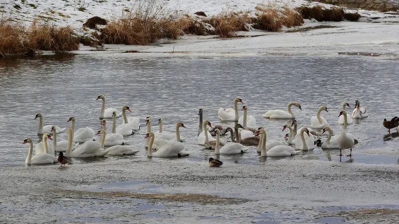 Каспий жағалауында 20 шақты аққудың өлексесі табылды