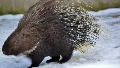 Кеміргіш, үнді жайрасы, дарақ, жабайы аң, Іле Алатауы, сурет - Zakon.kz жаңалық 13.02.2026 22:36