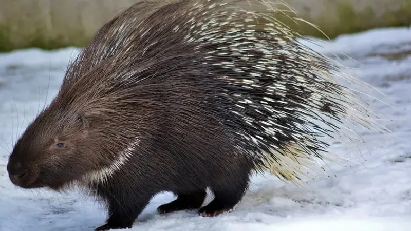 Іле Алатауы ұлттық саябағында сирек кездесетін жабайы аң фототұзаққа түсіп қалды