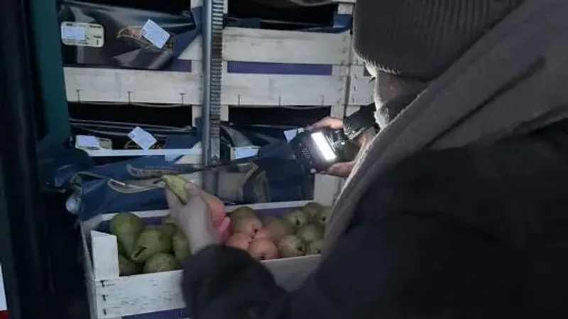 Қазақстанда Бельгиядан әкелінген 20 тоннаға жуық алмұрттың неге кері қайтарылғаны түсіндірілді