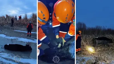 Қызылордада құтқарушылар балшыққа батқан сиырды құтқарды