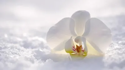 Туман, ауа райы болжамы, 15 ақпан, дауылды ескерту, Қазақстан, сурет - Zakon.kz жаңалық 14.02.2026 17:12