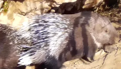 Іле Алатауында үш Үнді жайрасы фототұзаққа түсті, сурет - Zakon.kz жаңалық 15.02.2026 14:24