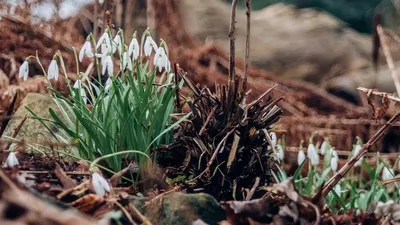 Алматыда бәйшешек бүр жарды , сурет - Zakon.kz жаңалық 16.02.2026 14:44