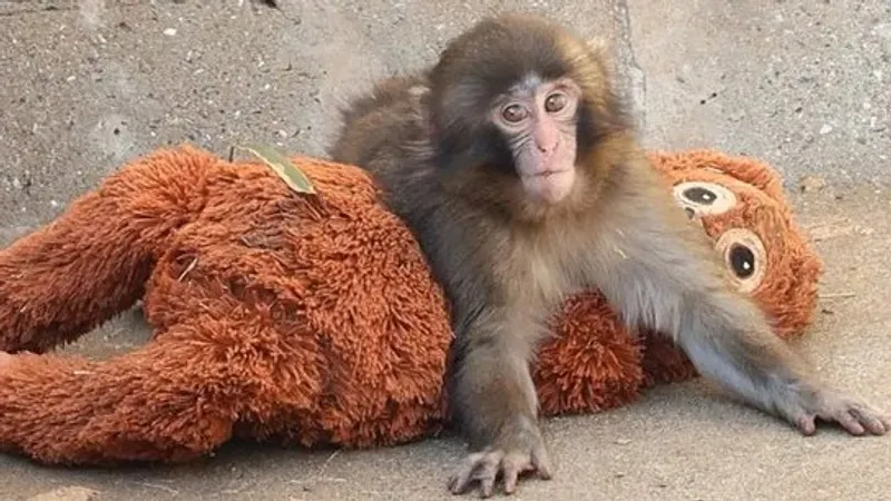 Желіде жұлдызға айналған Панча есімді маймылға IKEA бренді қолдау көрсетті