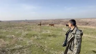 Келес аудандық полиция бөліміне ауыл тұрғыны хабарласып, 15 күн бұрын жоғалған жылқыларын табуға көмек сұраған. , сурет - Zakon.kz жаңалық 20.02.2026 12:26