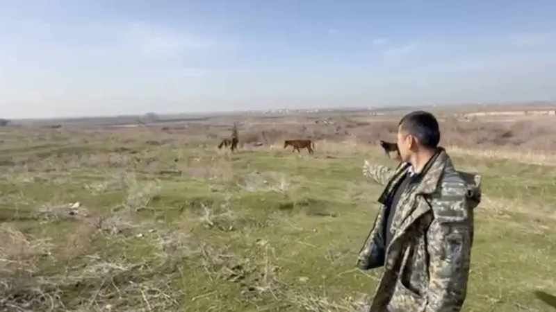 Түркістан облысында полицейлер 15 күн бұрын жоғалған жылқыларды бір тәулікте тауып берді