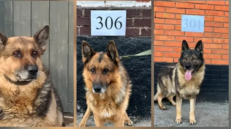 Қазақстан шекарасын күзеткен иттер аукционға шығарылды: әрекет желіде қызу талқыға түсті