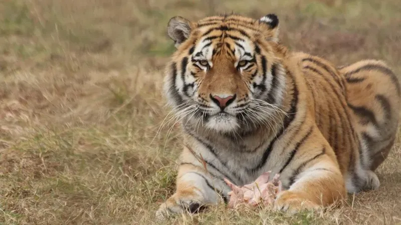 Ресейдің Қазақстанға төрт амур жолбарысын қашан беретіндігі белгілі болды