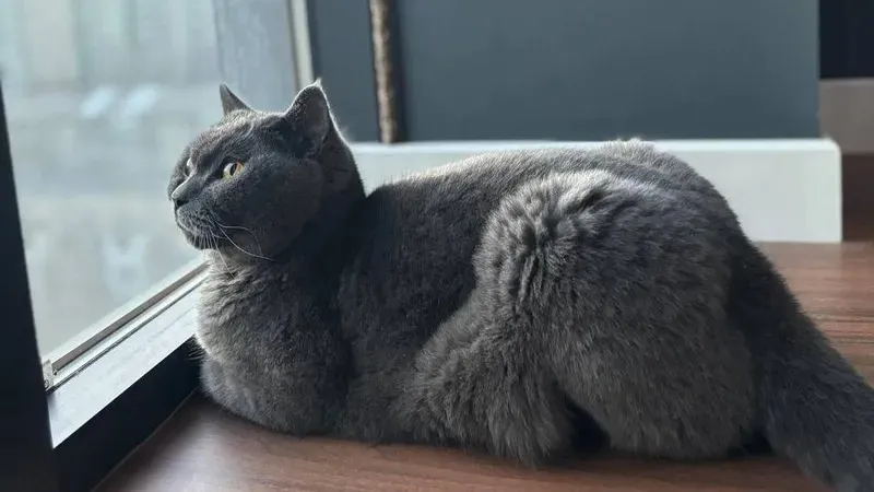 Таразда пәтерінде 20 мысық асыраған әйелге айыппұл салынуы мүмкін