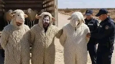 Қойдың кейпіне енген үш ер адам Алжирді заңсыз кесіп өтпек болған , сурет - Zakon.kz жаңалық 24.02.2026 12:06