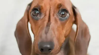 Ит, Алматы, Сайран көлі, мұз, бату, сурет - Zakon.kz жаңалық 25.02.2026 19:22