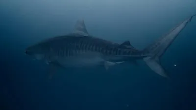 Акула серфингпен айналысып жүрген спортшыға шабуыл жасады , сурет - Zakon.kz жаңалық 25.02.2026 13:46