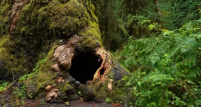 1940 жылы серуендеп жүрген бозбала 17 мың жылдық тарихы бар құпия үңгірді тауып алған , сурет - Zakon.kz жаңалық 27.02.2026 11:45