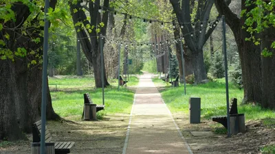 Дархан Сатыбалды төрағалығымен өткен кеңесте қаланың жасыл қорын жаңарту және көгалдандыру мәселесі талқыланды., сурет - Zakon.kz жаңалық 02.03.2026 16:53