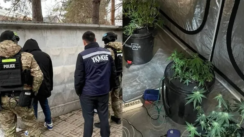 Алматыда жалға алынған тұрғын үйден жасырын фитозертхана анықталды