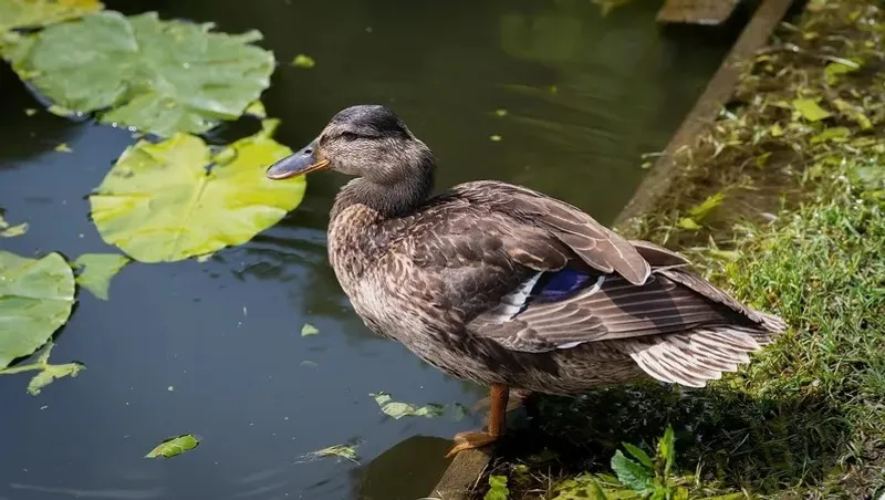 Қытайда үйрек баққан фермер кенеттен олжаға кенелді