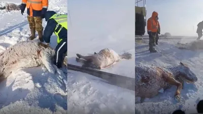 Ақмола облысында пойыз 11 жылқыны қағып кетті, сурет - Zakon.kz жаңалық 12.03.2026 20:05