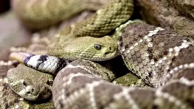 БҚО-да жеке тұрғын үйдің еденінің астынан 16 жылан табылған , сурет - Zakon.kz жаңалық 13.03.2026 20:24