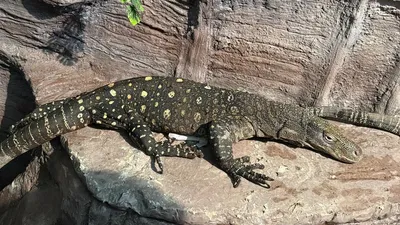 Алматы хайуанаттар бағы сирек кездесетін жануарлармен толықты. Енді хайуанаттар бағына келушілер Сальвадор кесірткелерін көре алады. Бұл бауырымен жорғалаушының отаны – Жаңа Гвинея. Табиғатта ол әлемнің басқа жерінде кездеспейді., сурет - Zakon.kz жаңалық 13.03.2026 10:49