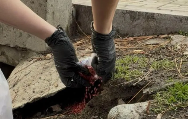 Алматыда кеміргіштерге қарсы көктемгі науқан басталады