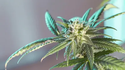 Екібастұз тұрғыны марихуана сақтағаны үшін жазаланды, сурет - Zakon.kz жаңалық 16.03.2026 22:26