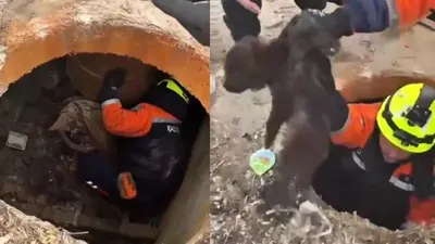 Петропавлда құтқарушылар құдыққа құлап кеткен күшікті аман алып шықты , сурет - Zakon.kz жаңалық 16.03.2026 09:35