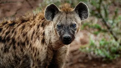 Эфиопия көшелеріндегі жыртқыштар тұрғындарға жылына 100 мың доллар үнемдеуге қалай көмектеседі, сурет - Zakon.kz жаңалық 17.03.2026 11:36