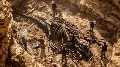 Қытайлық құрылысшылар ұзындығы 28 метр болатын алып тіршілік иесінің қалдықтарын тапты , сурет - Zakon.kz жаңалық 17.03.2026 12:48