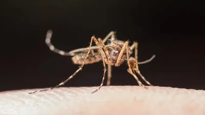 Қазақстанда безгектің сырттан әкелінген жағдайлары тіркелуде, сурет - Zakon.kz жаңалық 18.03.2026 09:37