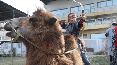 Түйе үстінде 10 секундта 4 нысана: Алматы ипподромында әлемдік рекорд орнатылды, сурет - Zakon.kz жаңалық 22.03.2026 14:27