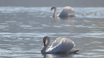 Каспий жағалауынан көп өлі аққу табылды, сурет - Zakon.kz жаңалық 25.03.2026 13:28